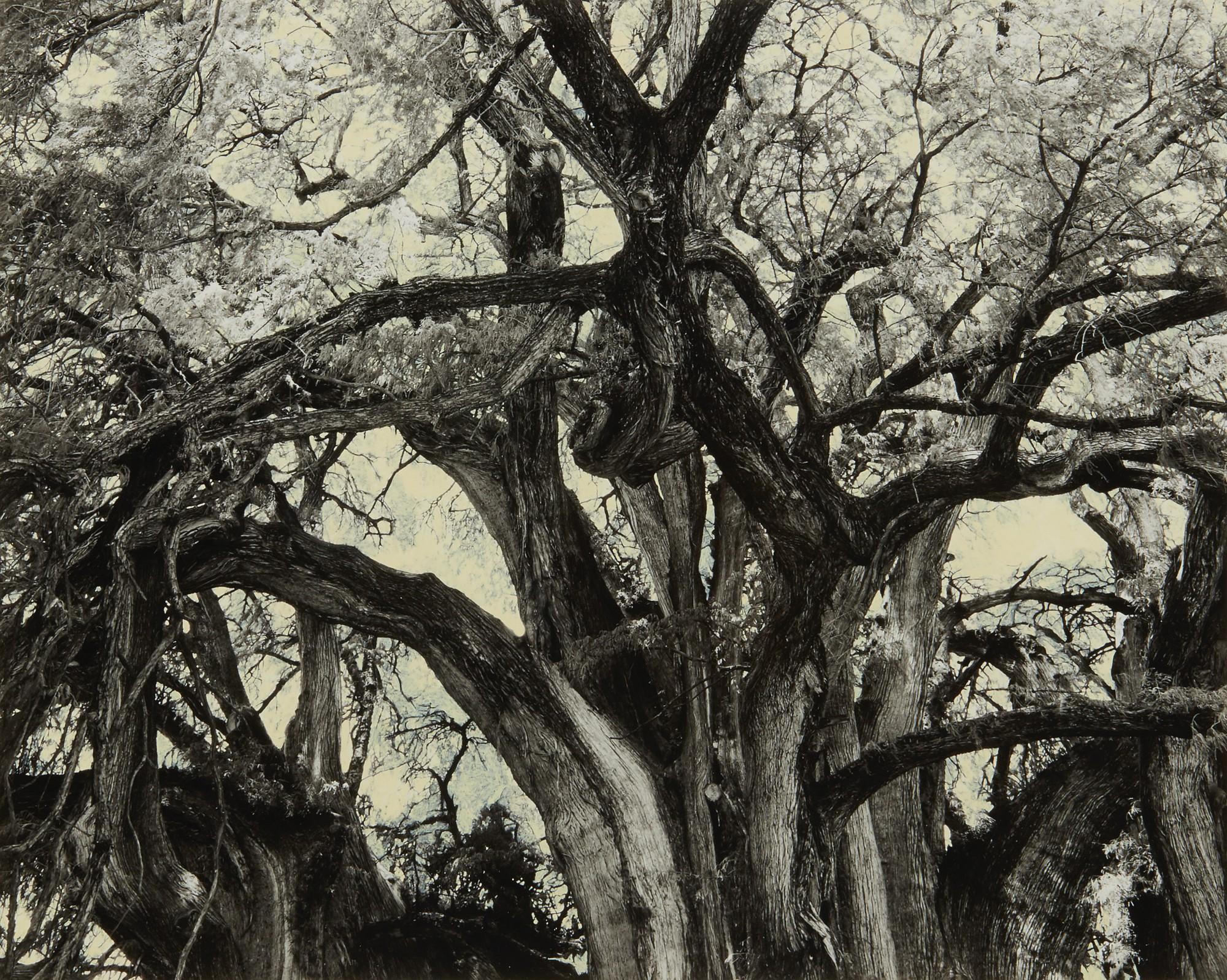 Tacita Dean - Small Colour Study for El Tule