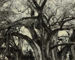 Tacita Dean - Small Colour Study for El Tule