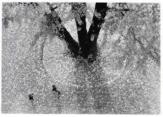 Takeichi Hotta - Fall, 1958