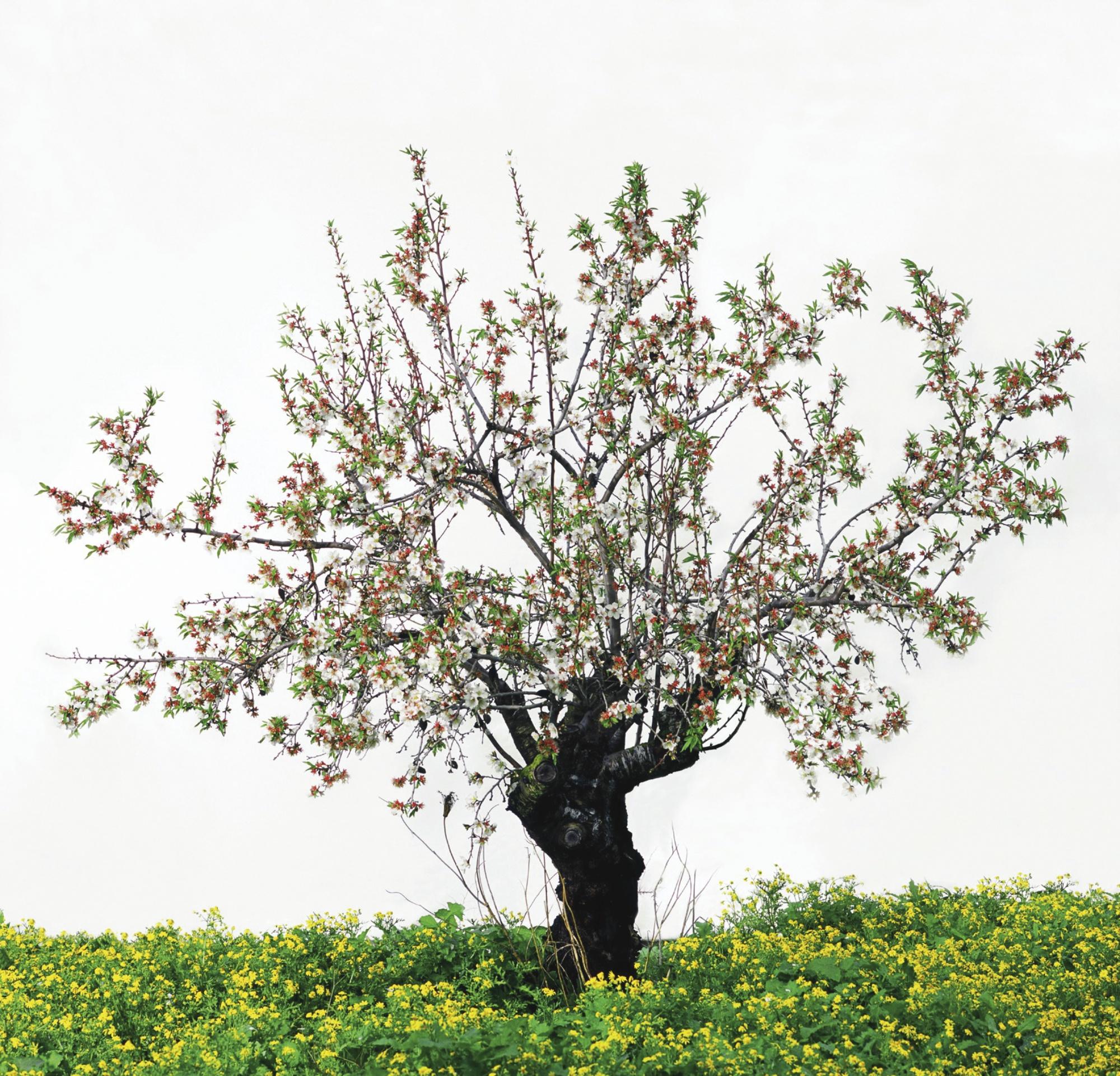 Tal Shochat - Untitled (From The Series Queen Of The Night)