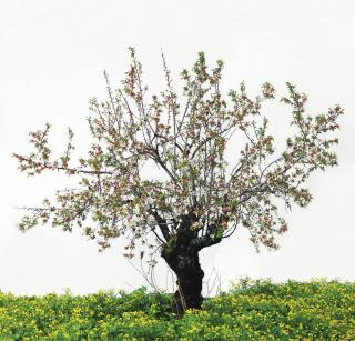 Tal Shochat - Untitled (From The Series Queen Of The Night)