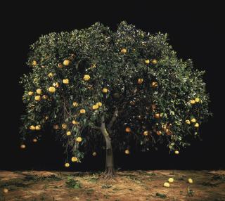 Tal Shochat - Untitled (Grapefruit)