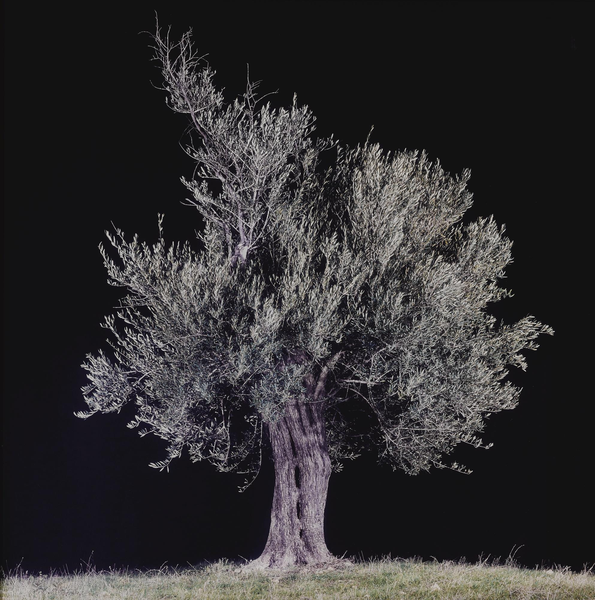 Tal Shochat - Untitled