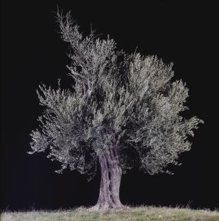 Tal Shochat - Untitled