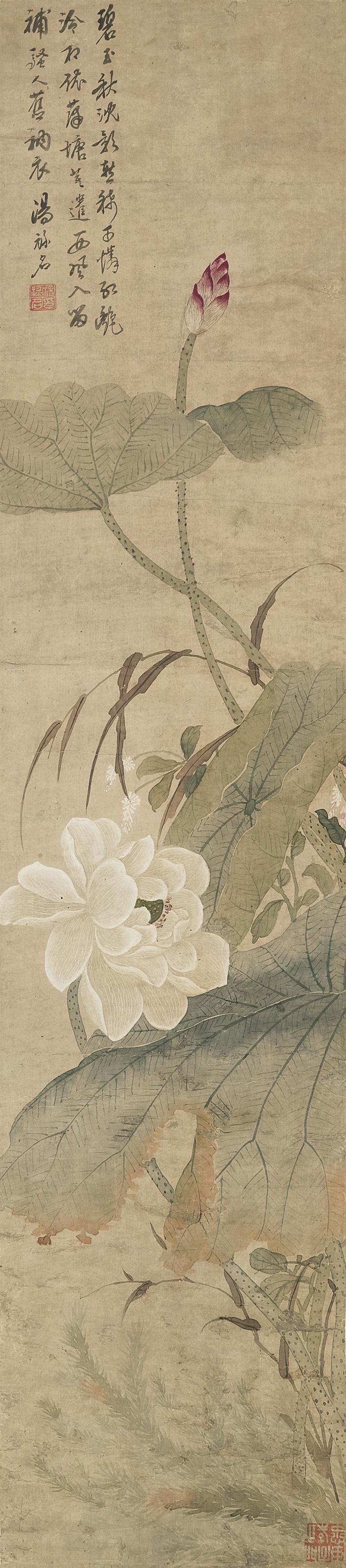Tang Luming - Lotus