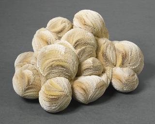 Tara Donovan - Untitled