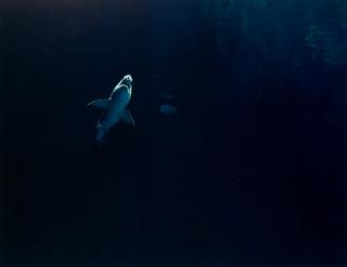Taryn Simon - Great White Shark in Captivity Million-Gallon Outer Bay, Monterey Bay Aquarium, Monterey, California