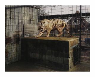 Taryn Simon - White Tiger, (Kenny), Selective Inbreeding Turpentine Creek, Wildlife Refuge and Foundation, Erika Springs, Kansas, 2006/2007