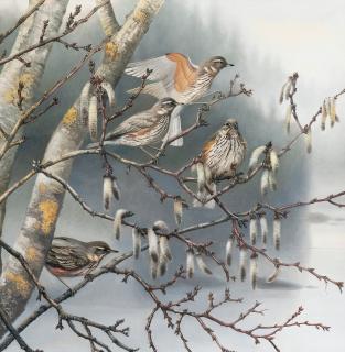 Teppo Terä - Birds.