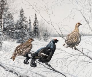 Teppo Terä - Forest Birds.