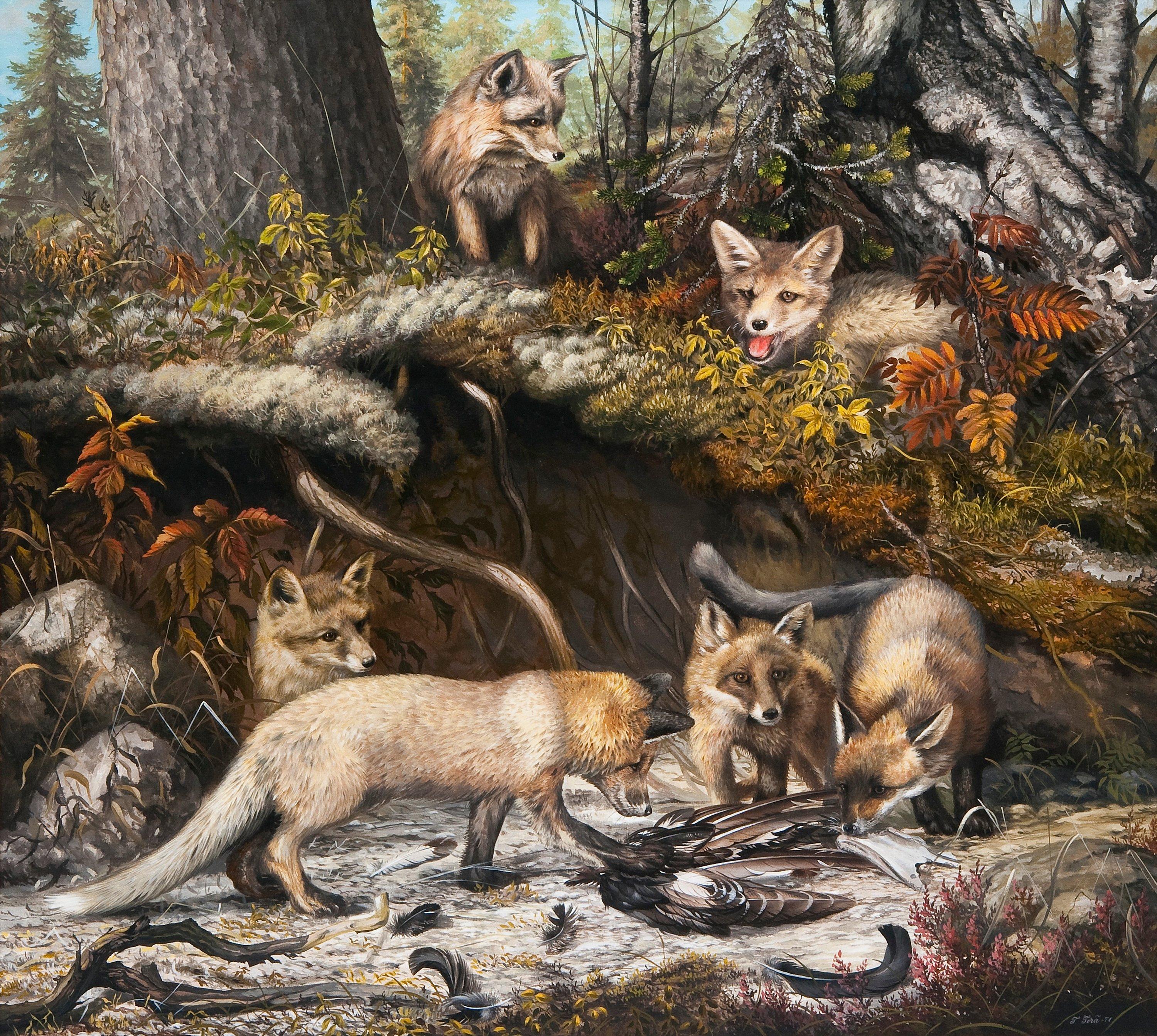 Teppo Terä - Fox Cubs Near The Den.