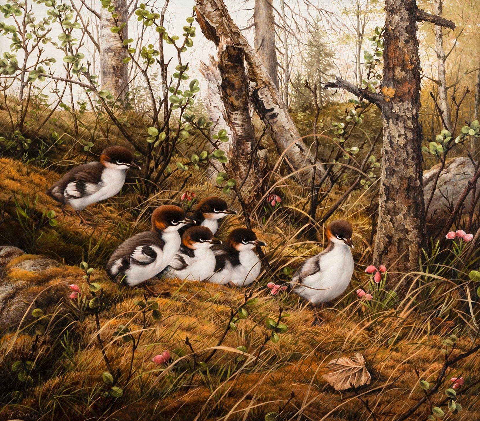 Teppo Terä - Mergansers.
