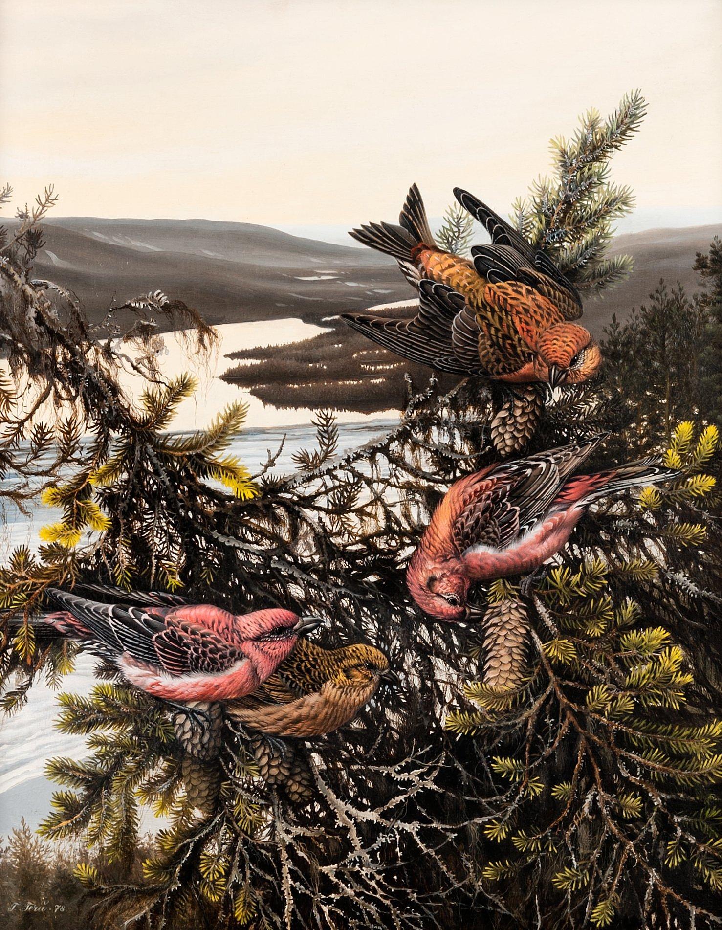 Teppo Terä - Siberian Jays.