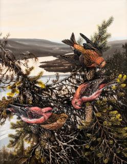 Teppo Terä - Siberian Jays.