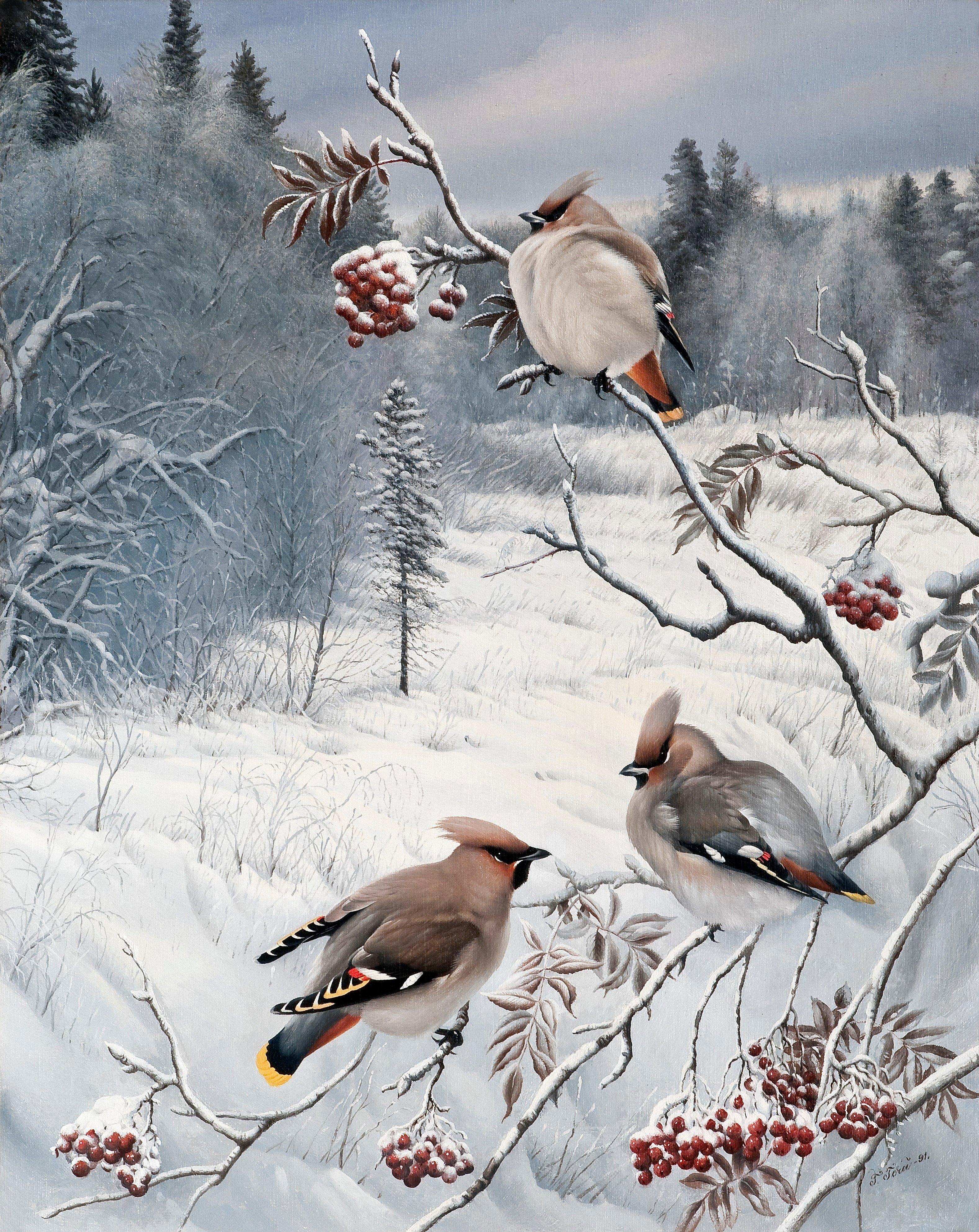 Teppo Terä - Winter View With Waxwings.