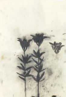 Terry Winters - Untitled