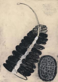 Terry Winters - Untitled