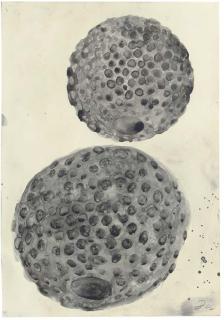 Terry Winters - Untitled