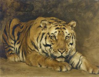 The Hon. John Collier - Study of a Tiger for \'Circe\'