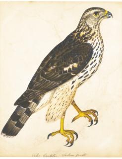 The Reverend Christopher Atkinson - Portrait Of A Falcon Gentle; Together With A Portrait Of A Hen Harrier