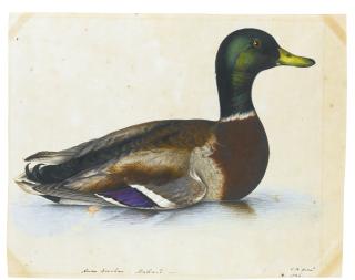 The Reverend Christopher Atkinson - Portrait Of A Mallard; Together With A Portrait Of A Quail