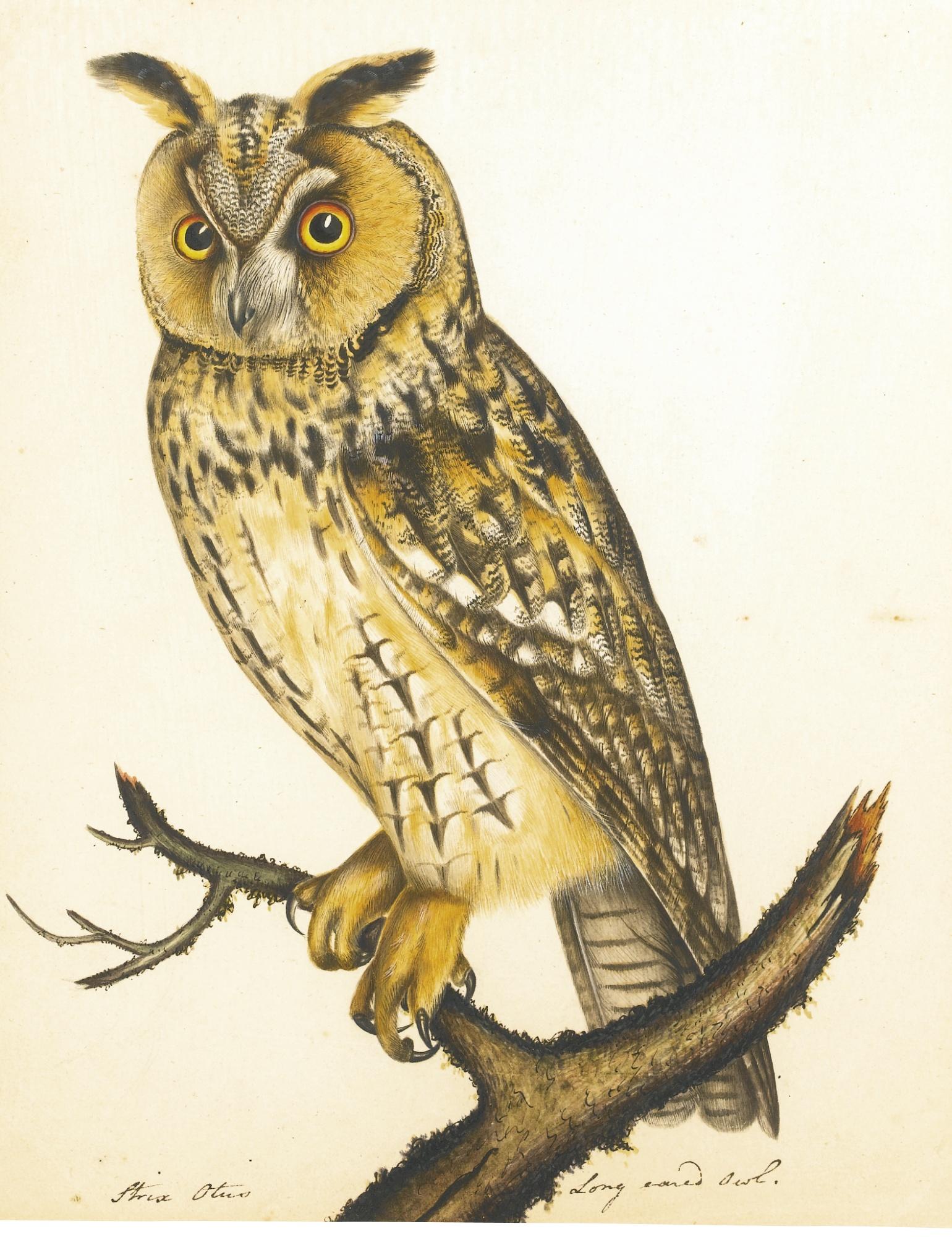 The Reverend Christopher Atkinson - Three Portraits Of Owls