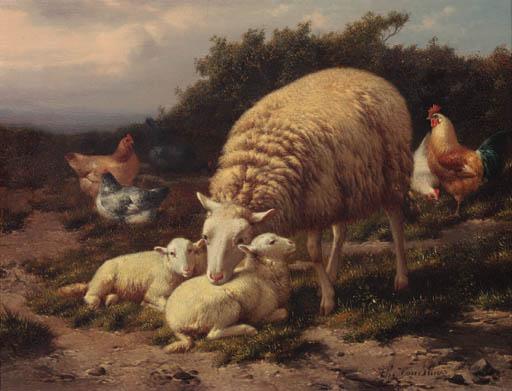 Theo Van Sluys - Sheep and poultry resting