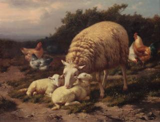 Theo Van Sluys - Sheep and poultry resting