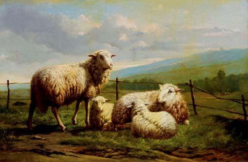 Theo van Sluys - Sheep resting in a pasture