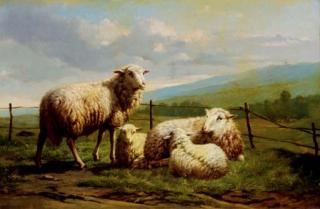 Theo van Sluys - Sheep resting in a pasture