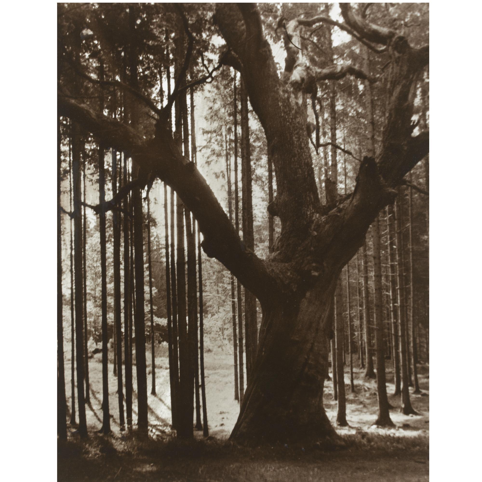 Theodor Hilsdorf - Tree Study, C. 1912