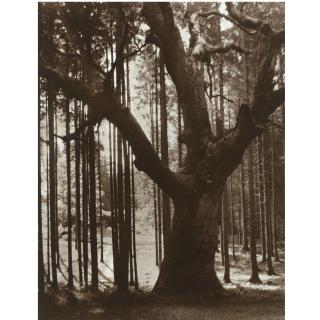 Theodor Hilsdorf - Tree Study, C. 1912