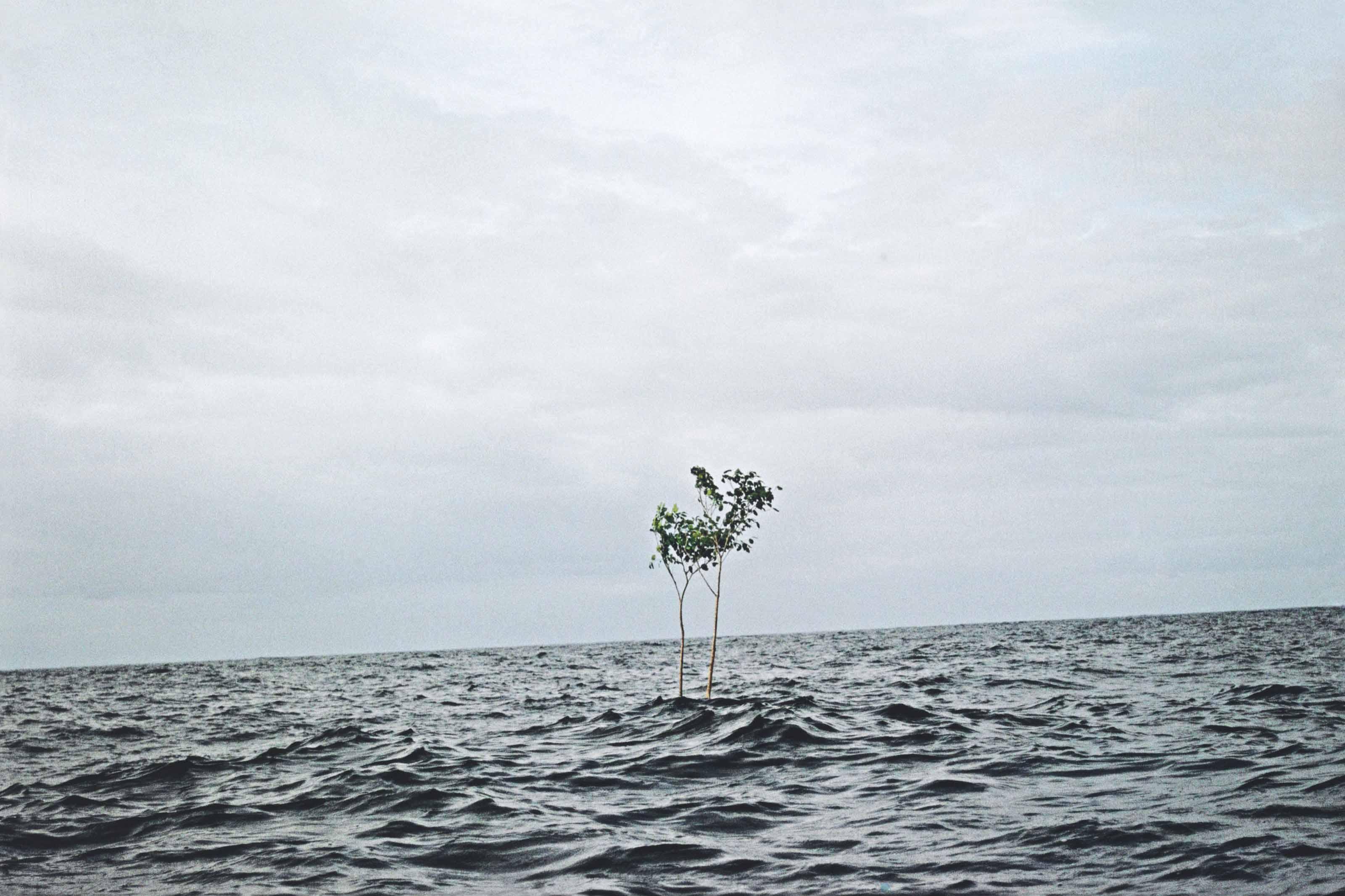 Thiago Rocha Pitta - Untitled (Herança)