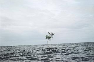 Thiago Rocha Pitta - Untitled (Herança)