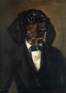 Thierry Poncelet - A dapper spaniel