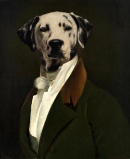 Thierry Poncelet - A gentleman dalmatian