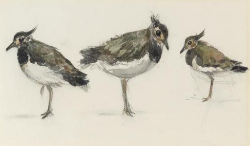 Thomas Churchyard - Study Of Peewits