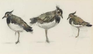 Thomas Churchyard - Study Of Peewits