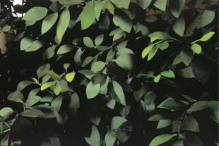 Thomas Demand - Hecke (Hedge)