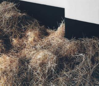 Thomas Demand - Stall/Stable