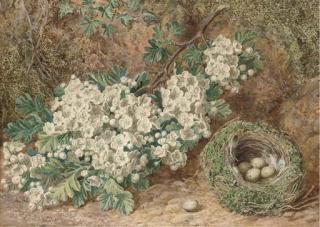 Thomas F. Collier - Still life of apple blossom and a bird\'s nest on a mossy bank