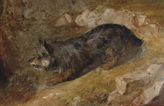 Thomas Faed - A rabbiting terrier