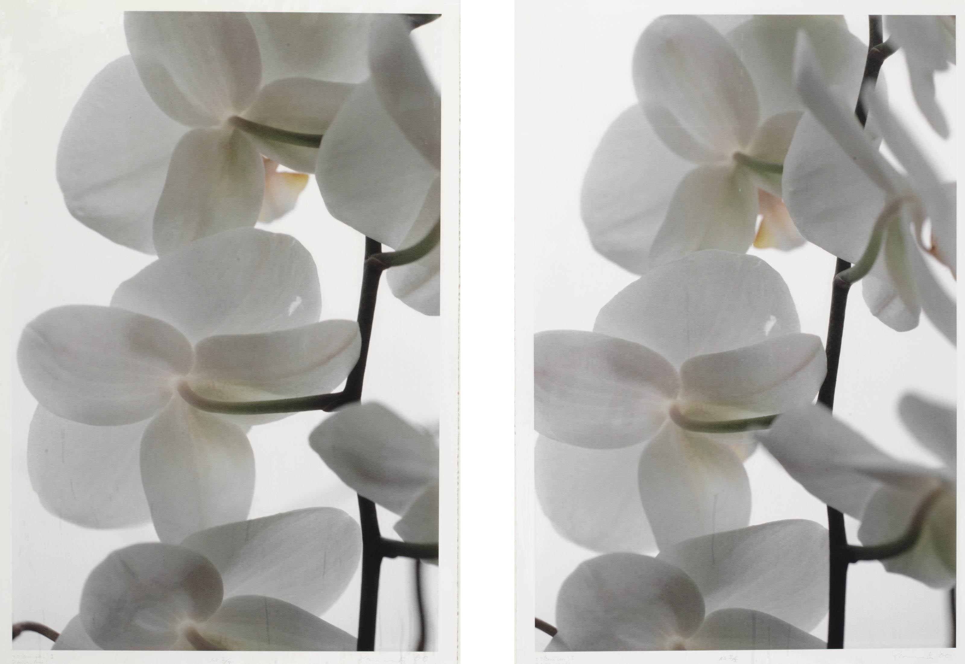 Thomas Florschuetz - O.T. (orchideen) I (a diptych)