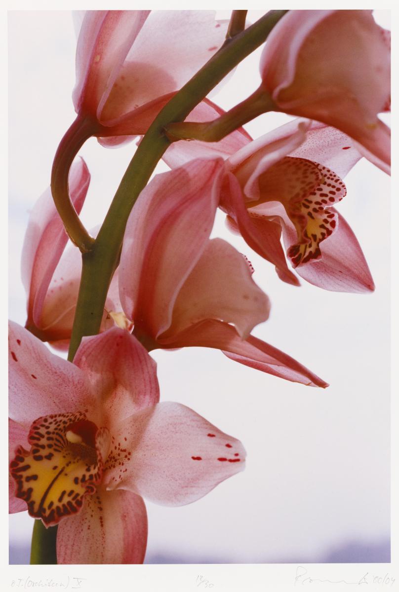 Thomas Florschuetz - Ohne Titel (Orchideen)
