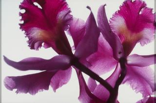 Thomas Florschuetz - Ohne Titel (Ricochet).