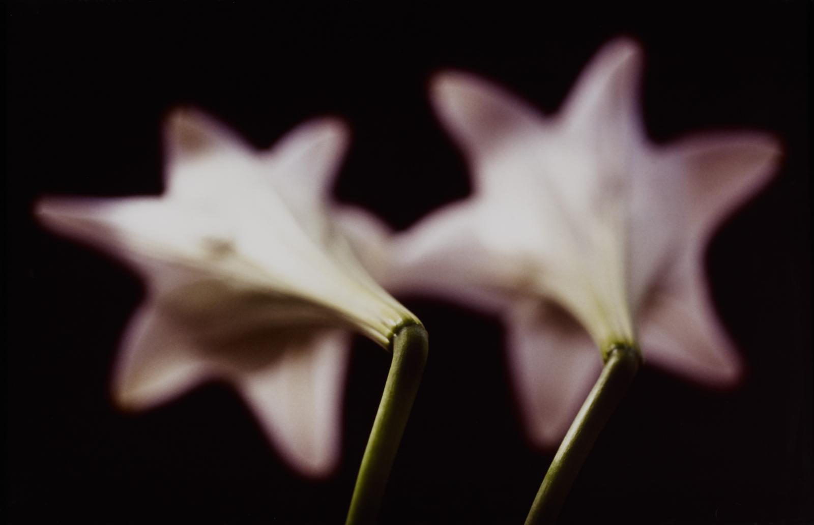 Thomas Florschuetz - Ohne Titel (Ricochet)