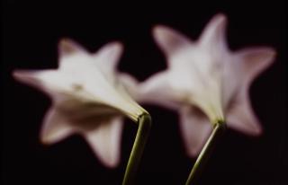 Thomas Florschuetz - Ohne Titel (Ricochet)