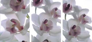 Thomas Florschuetz - Ricochet IX