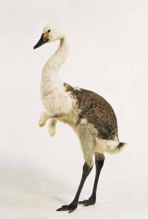 Thomas Grünfeld - Misfit (Nandu)