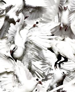 Thomas Klementsson - \